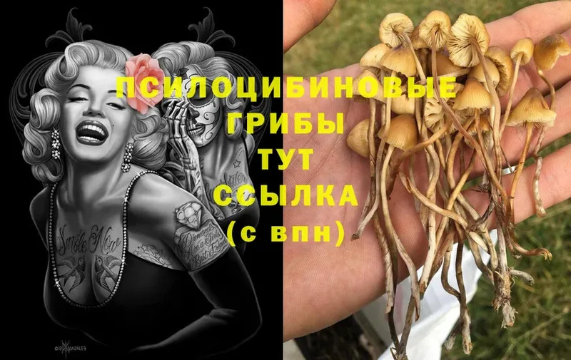 Псилоцибиновые грибы MAGIC MUSHROOMS  как найти   Карталы 